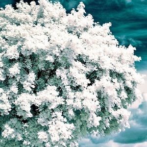 Meet your Posher, Faith